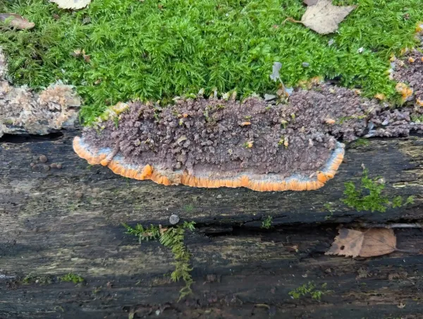 Close-up of one of the Phlebia radiata bodies growing away from the moss.