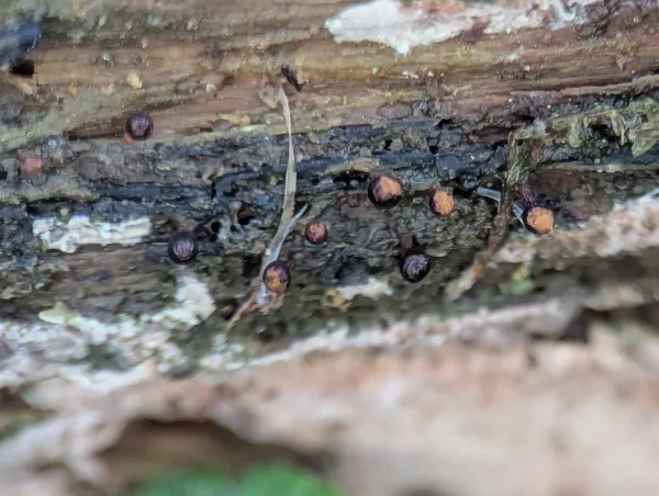 Some dehisced Metatrichia floriformis sporothecae showing the characteristic orangy spore mass.