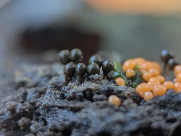 Close-up of another small group of deep olive Hemitrichia decipiens sporangia.